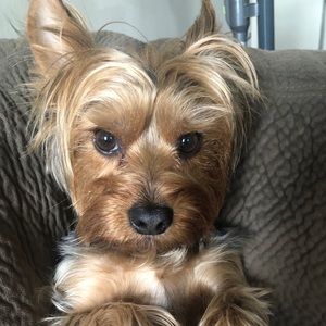 Meet your Posher, Jazzmin